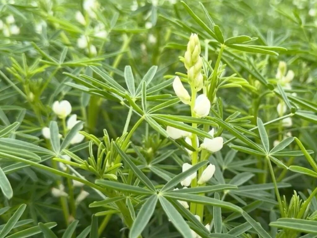 Lupinenkaffee – nachhaltig, gesund und lecker©Joanna Vortmann