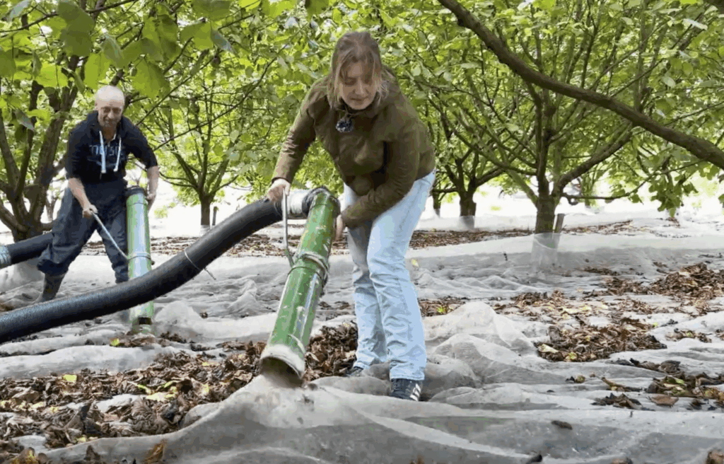 Haselnussernte mit Hightech-Staubsauger©Joanna Vortmann