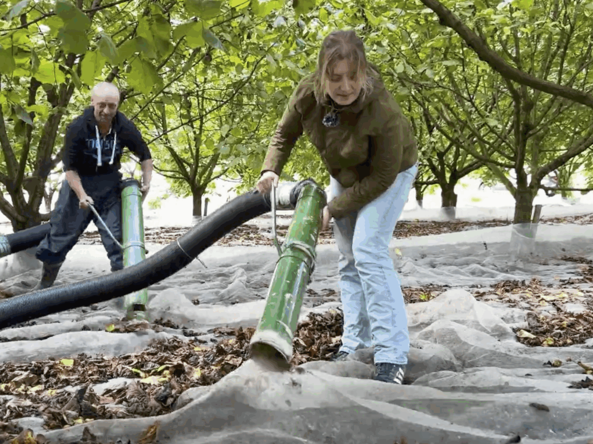 Haselnussernte mit Hightech-Staubsauger – Nüsse fürs Klima