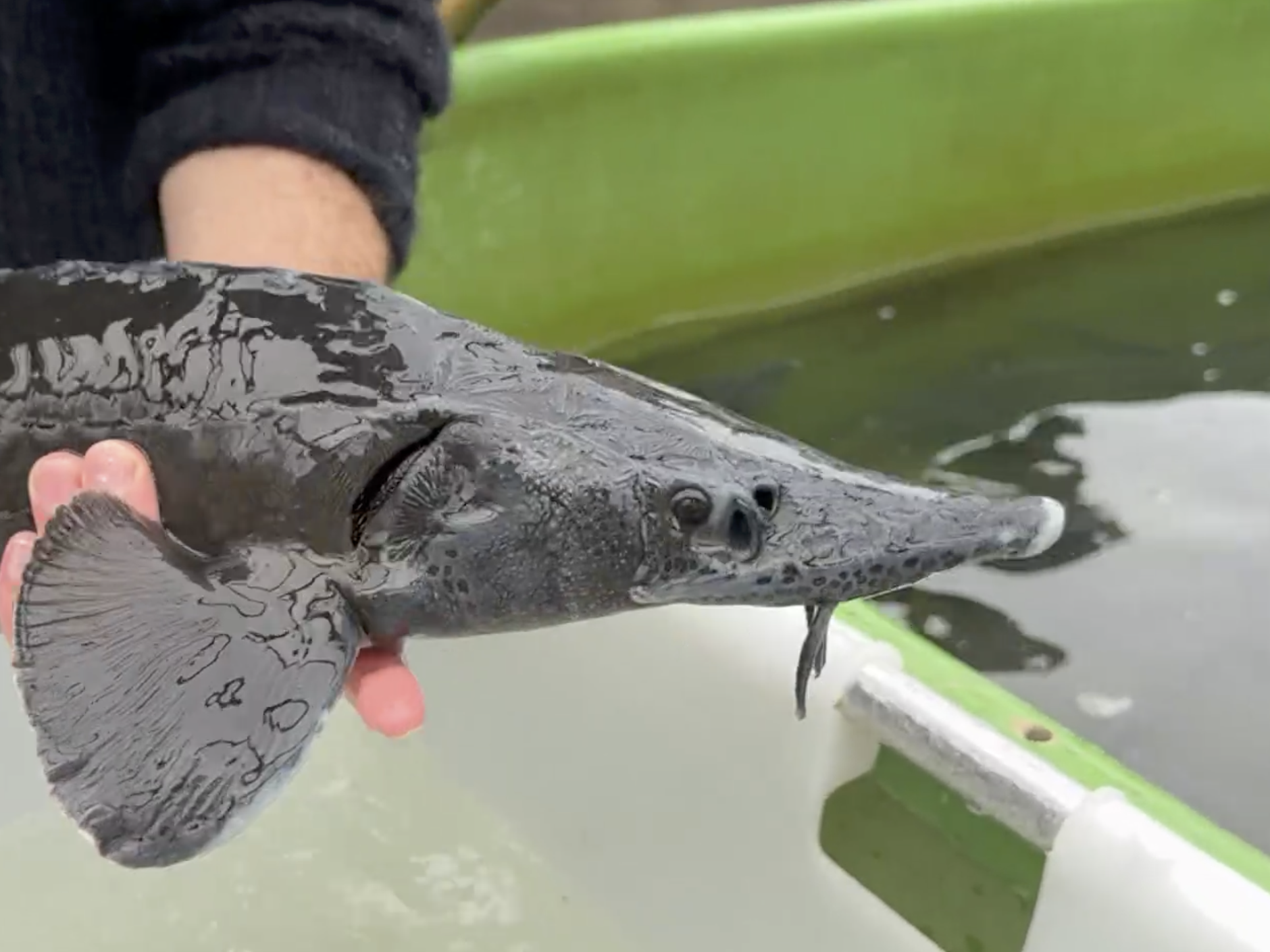 Der heimische Stör in NRW 